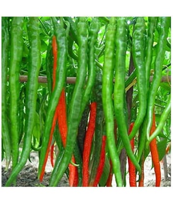 Jignisha Seeds Organic Long Chilli Vegetable ( 50 Seeds )