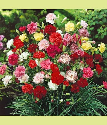 Premium mix seeds of carnation flower 50 seeds pack with cocopeat and user manual for home gardening use
