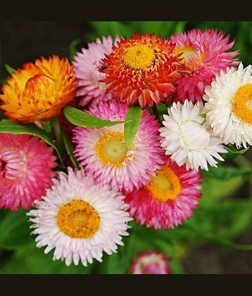 LiveNature Paper Flower (Helichrysum Bracteatum) Mix Color Seeds | Indoor/Outdoor Flower Seeds | Best For Home Garden & Terrace – 100 Seeds