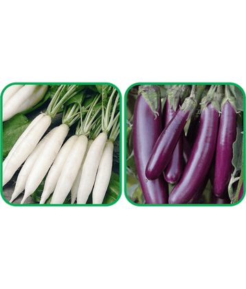 Aero Seeds Brinjal Purple Long (30 Seeds) And Radish White Long (100 Seeds) Vegetable Seeds Pack