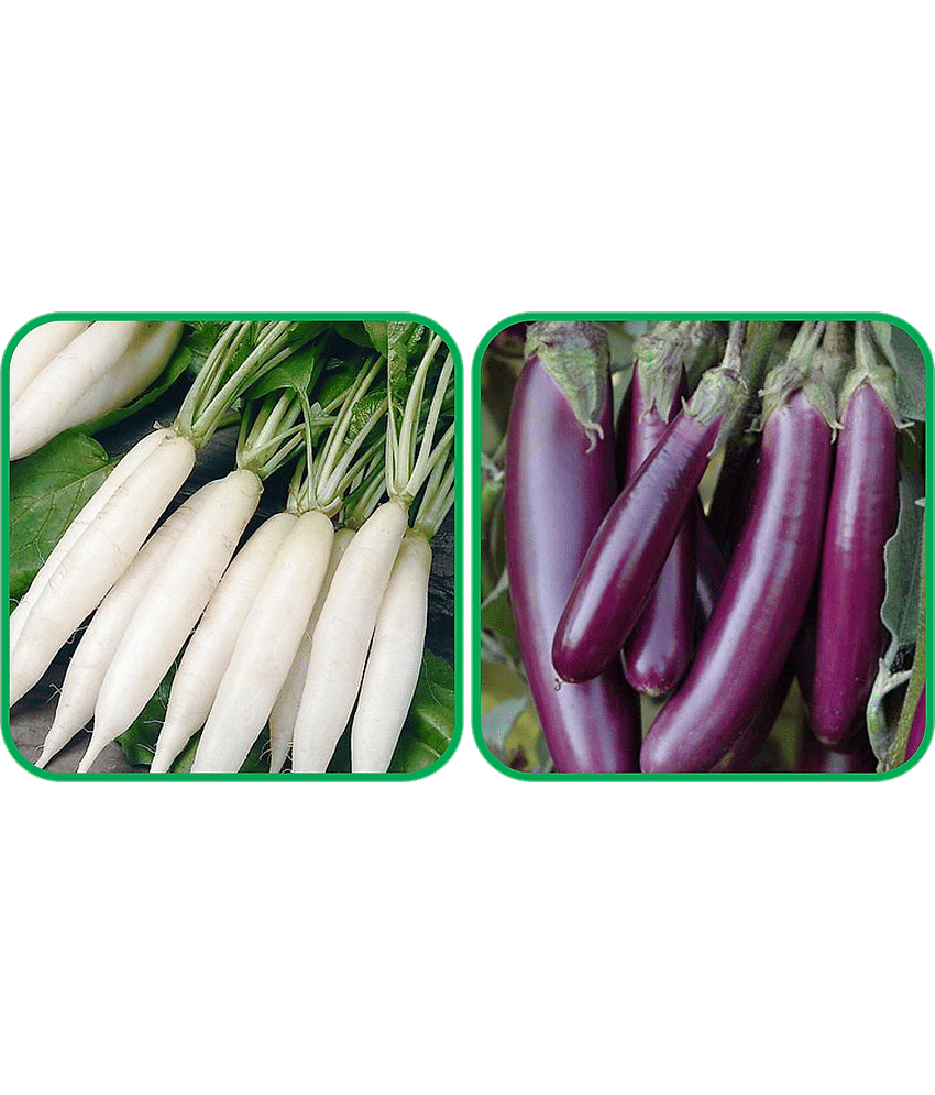 Aero Seeds Brinjal Purple Long (30 Seeds) And Radish White Long (100 Seeds) Vegetable Seeds Pack