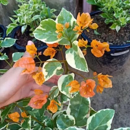 Variegated Bougainvillea (Orange) Colour  Plant