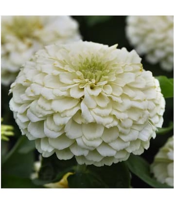 F1 Elegans Zinnia White Flower Seeds