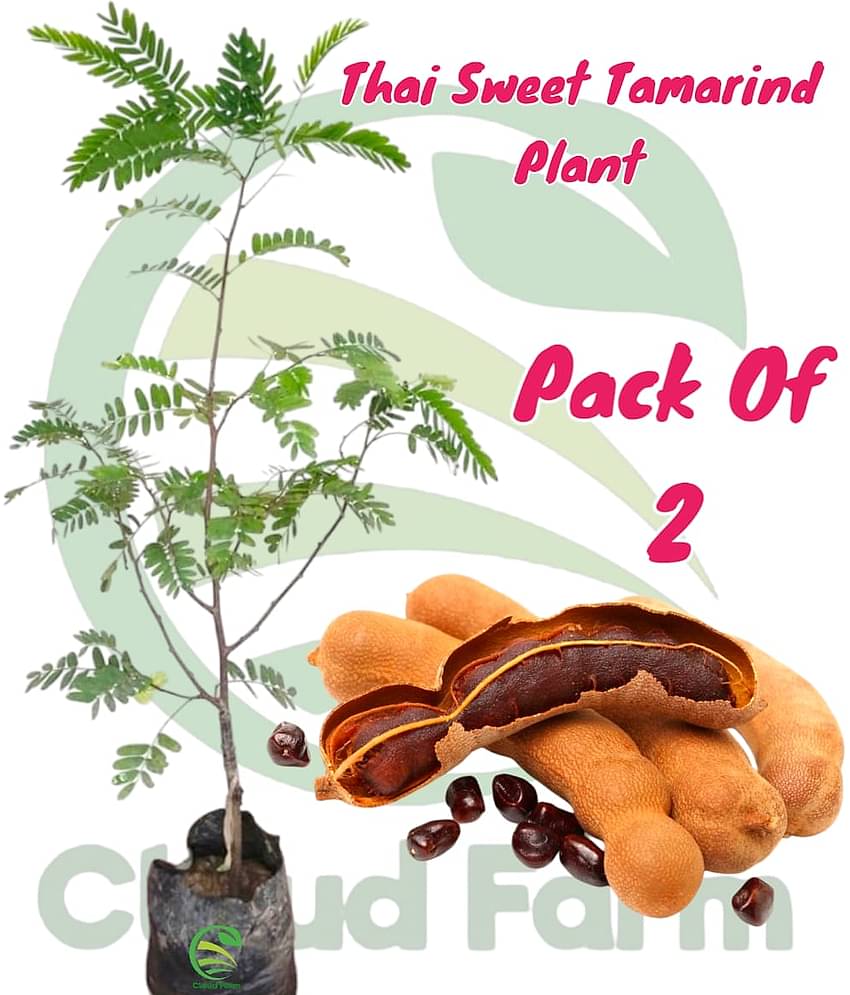 Cloud Farm Outdoor Fruit Plant ( Pack of 2 )