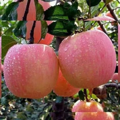 Kashmir Apple