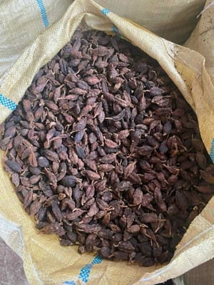 HERBEX EXPORT INDIA