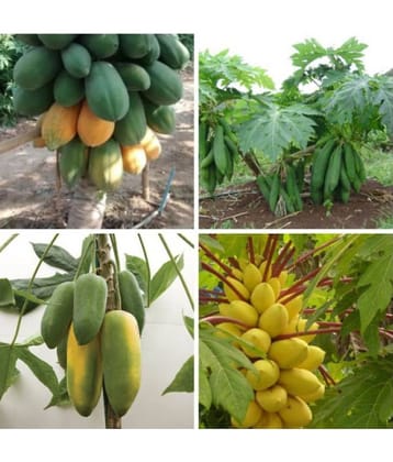 Papaya, Papita Honey Dew Fruit | Pack of 50 Seeds