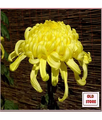 CHRYSANTHEMUM FLOWER PHOOL 40 SEEDS PACK WITH FREE COCOPEAT COMBO PACK WIHT USER MANAUL FOR HOME GARDENING USE