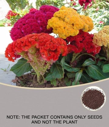 Celosia Cockscomb Dwarf OP Mix