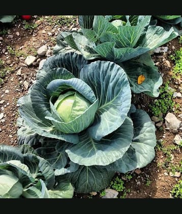 Green Cabbage (Patta Gobhee/Band Gobhi ke beej) Vegetable Seeds Pack Of 50 | Organic | for Planting in Home Kitchen Terrace Balcony Gardening