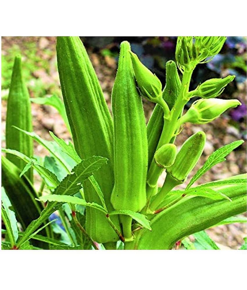 Joycity Okra/ Lady Finger/ bhindi Vegetable Seeds (50+ Seeds)