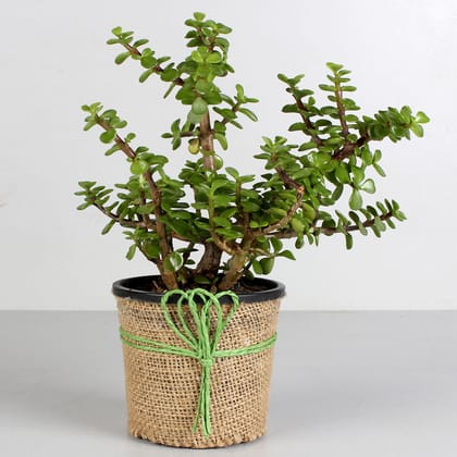 Jute Wrapped Classic Jade Plant Hand Delivery