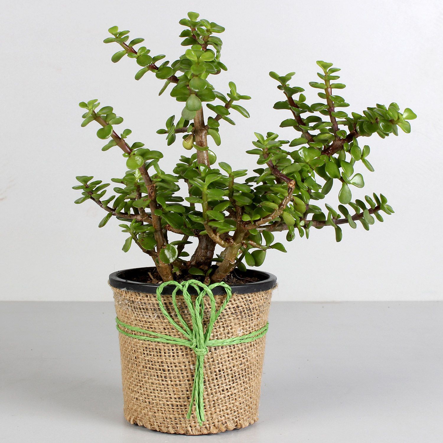 Jute Wrapped Classic Jade Plant Hand Delivery