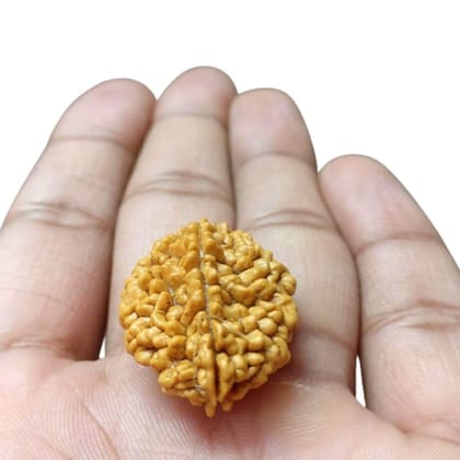 MAYAPURI Mantra Siddha 2 Mukhi Rudraksha/Natural 2 Face Rudraksha Bead/Pendant (Brown) for Men & Women (Pack of 1)