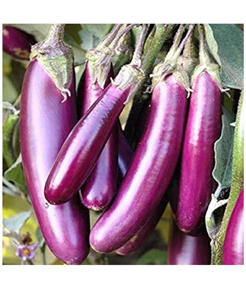 BRINJAL Purple Long Seed, F1 Hybride (50 seeds)