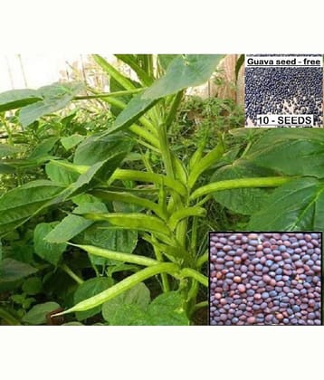 homeagro - Guar Phali Vegetable ( 20 Seeds )