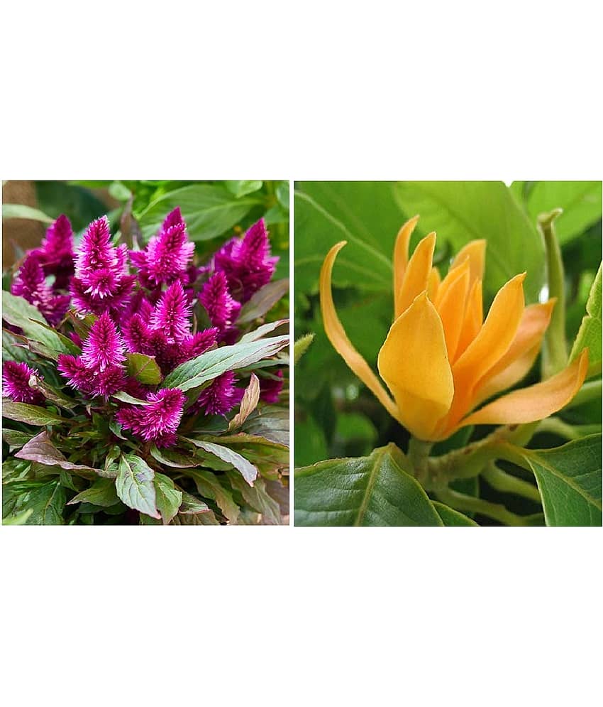 celosia flower 100 seeds and champa flower 20  seeds pack with free cocopeat and user manual