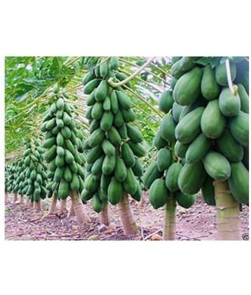 SWEET PAPAYA SEEDS dwarf PACK