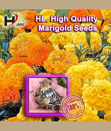 HL. High Quality MIX Marigold Seed 100% working