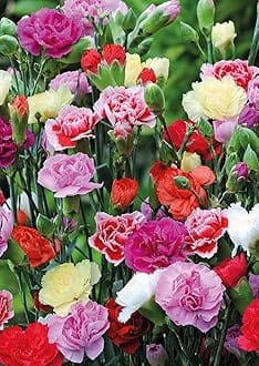 Real Seed Carnation Mixed Hybrid Imported Flower Seeds