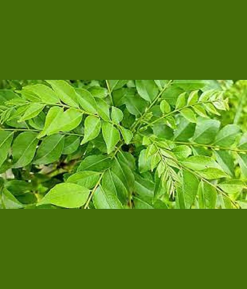 CLASSIC GREEN EARTH - Celery Herb ( 100 Seeds )