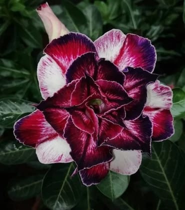Rose Variety Adenum Flower Plant For Home Garden