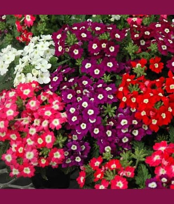 Verbena mix variety flower 30 seeds pack with free Free cocopeat and user manual for your garden