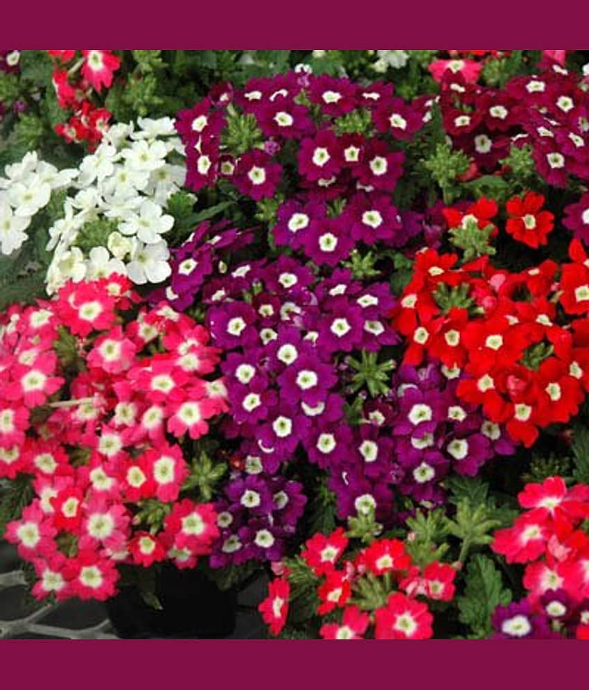 Verbena mix variety flower 30 seeds pack with free Free cocopeat and user manual for your garden