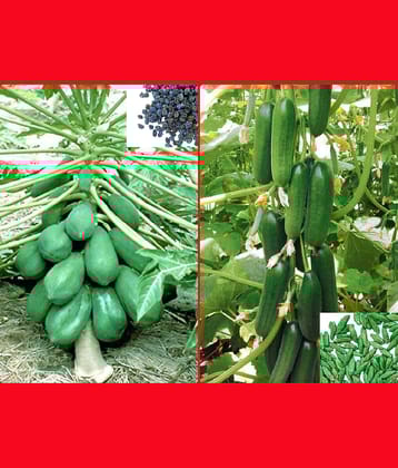 homeagro - Combo of Papaya F1 Hybrid Fruit ( 50 seed ) and Cucumber Vegetable ( 50 seed)
