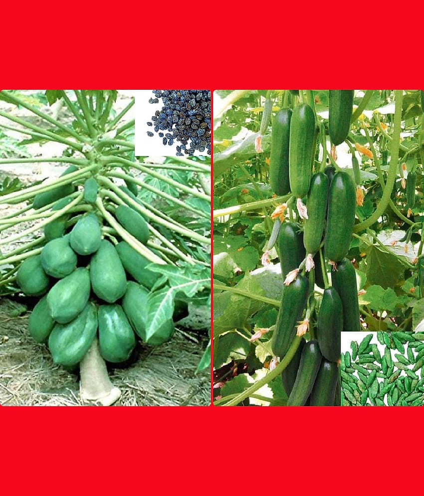 homeagro - Combo of Papaya F1 Hybrid Fruit ( 50 seed ) and Cucumber Vegetable ( 50 seed)