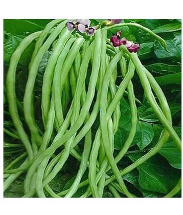 SHOP 360 GARDEN Cow Pea Long Beans Seeds (Pack of 100 seeds)