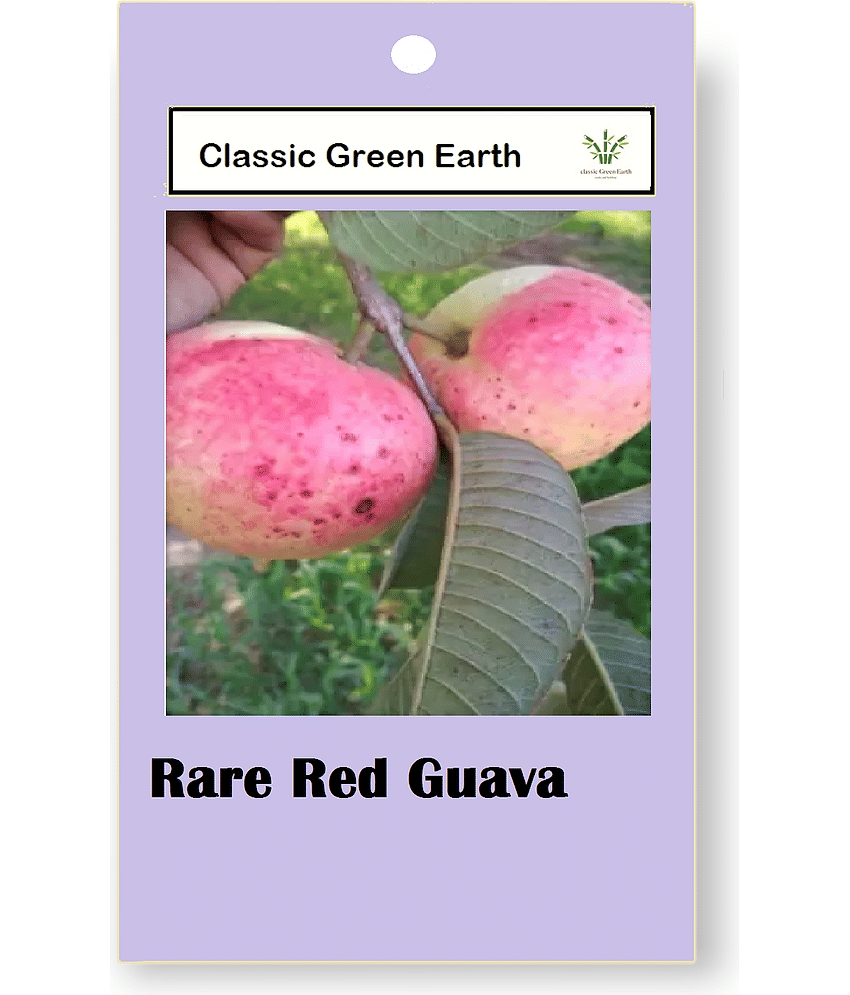 CLASSIC GREEN EARTH - Fruit Seeds ( Rare Red Guava Psidium Guajava Guava 50 Seeds )