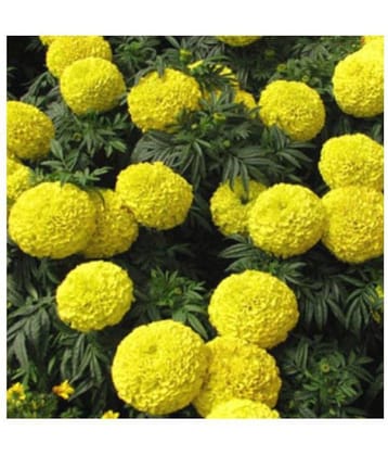 Marigold Yellow Super Quality Flowers Plant Seeds - Pack of 50 Premium Seeds