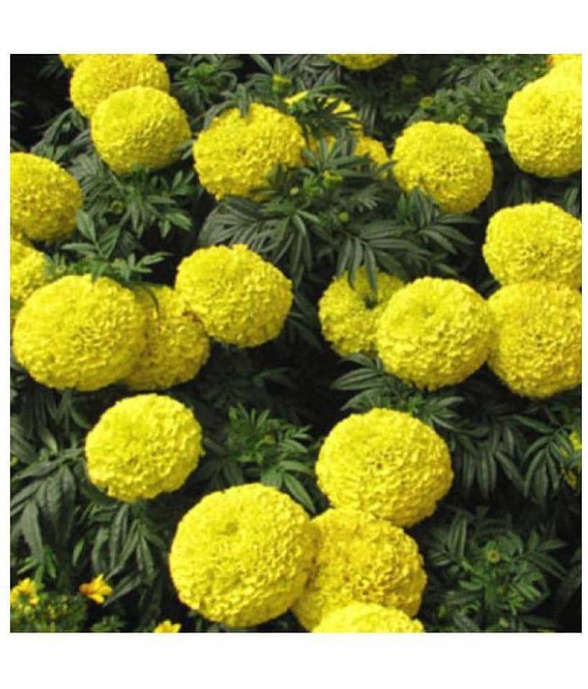 Marigold Yellow Super Quality Flowers Plant Seeds - Pack of 50 Premium Seeds