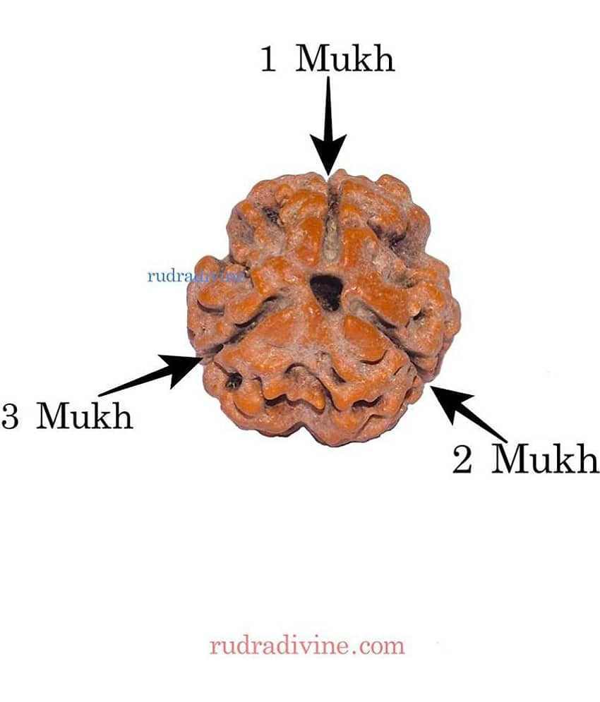 RUDRA DIVINE Rudraksha Pack of 1