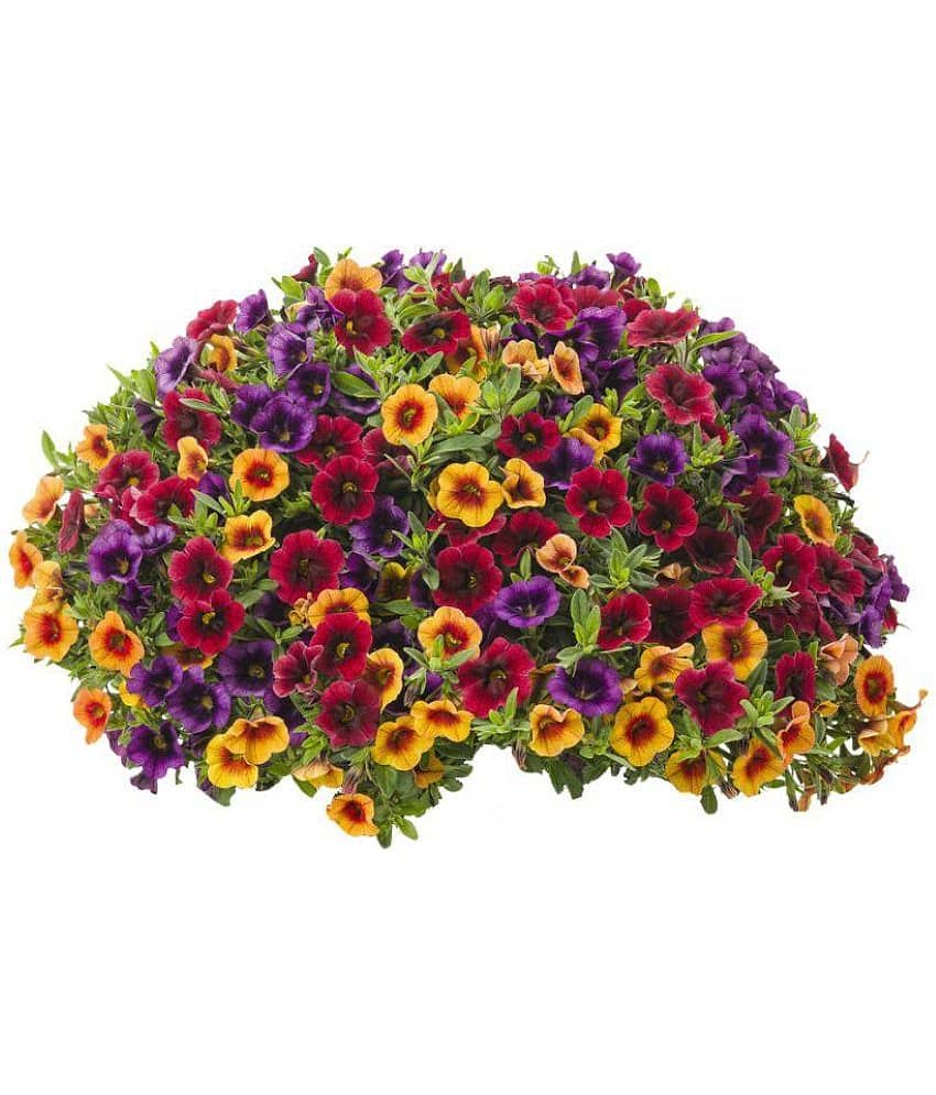 Nema Mix Calibrachoa Petunia Shuttlecock Flower Seeds - 100 Pcs