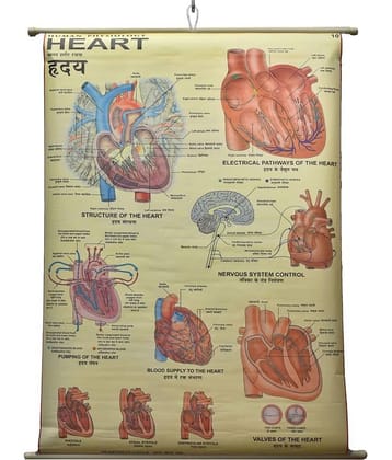 Human Heart Chart Laminated Wall Chart (Size 100X75 CM) Perfect for Classroom, Student, School, Medical Student