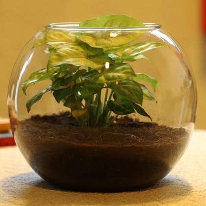 Golden Syngonium Plant In Glass Vase