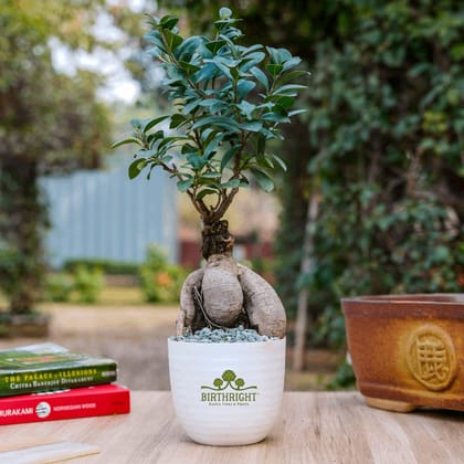 Birthright || Ficus Big || Plant Birthright || Ficus Big || Plant