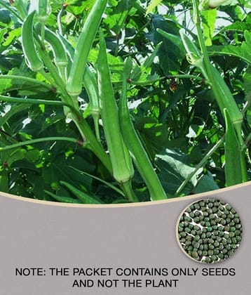 Modern Plants - Bhindi/Lady Finger 25 Seeds - Natural Best Quality Seeds