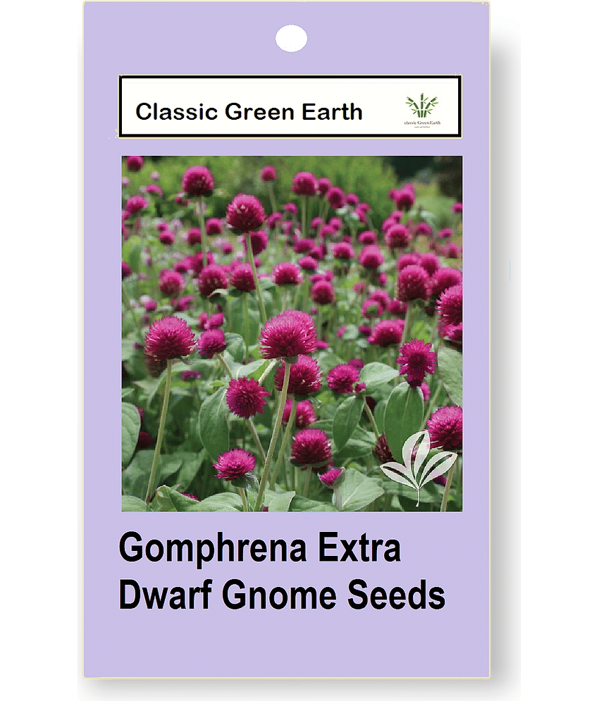CLASSIC GREEN EARTH - Gomphrena Flower ( 50 Seeds )