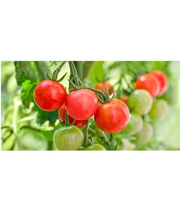 Desi Variety Tomato Seeds - Pack of 50 Seeds