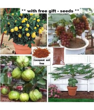 Fruit seeds combo pack of ( papaya,grapes,lemon,white guava ) 10-10 seeds of each 1 with free coco peat and user manaul