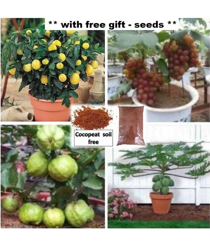Fruit seeds combo pack of ( papaya,grapes,lemon,white guava ) 10-10 seeds of each 1 with free coco peat and user manaul