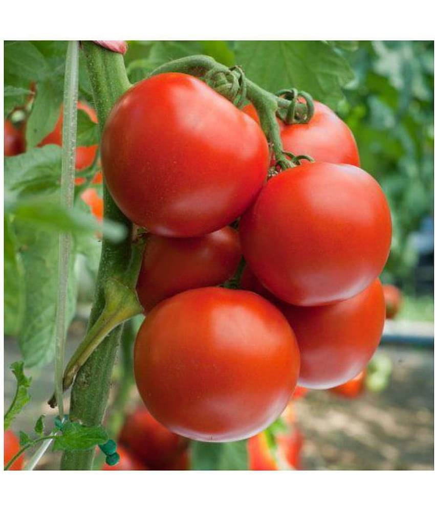 Climate Seeds Tomato Round -Pack of 50 Seeds
