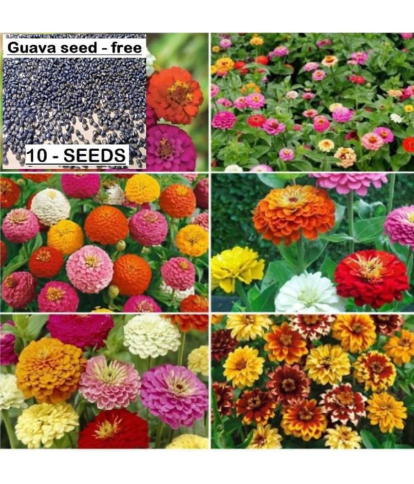 COMBO OF 14 DIFFERENT TYPE FLOWER PLANT SEEDS PACK WITH COCOPEAT AND USER manual MORE THAN 400+ SEEDS PACK FOR HOME GARDENUNG USE