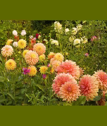 homeagro - Dahlia Mixed Flower ( 25 Seeds )