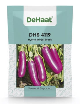 DHS 4119 HYBRID BRINJAL SEEDS