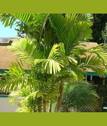 Areca Palm Seeds For Indoor/Outdoor Gardening Plant Seeds 10 product by Green Earth