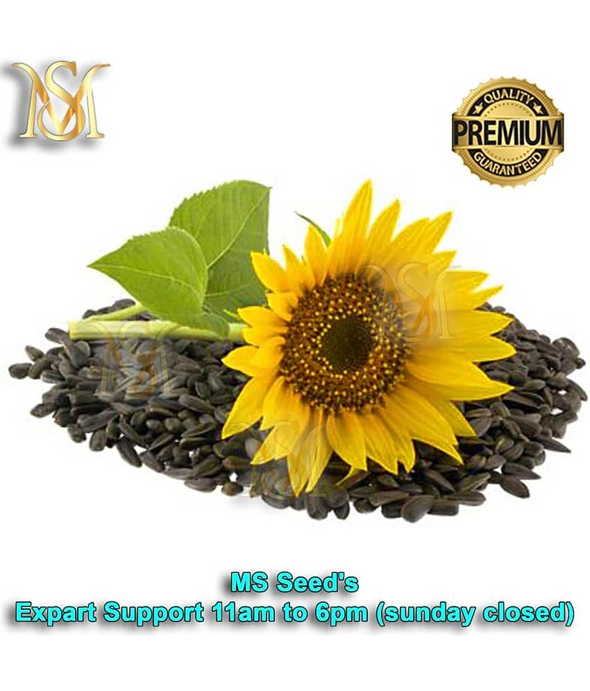 MS small sunflower seeds
